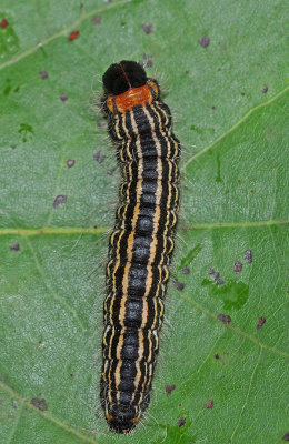 Contracted Datana Moth Larva (7906)