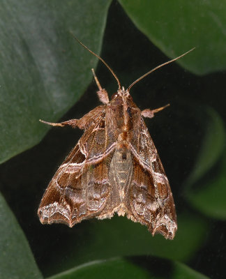 Florida Fern Moth (9630)
