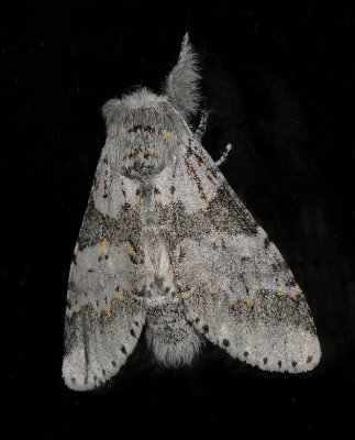 Gray Furcula Moth (7937)