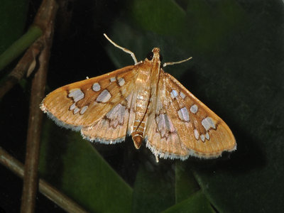 Baccatalis Moth (5152)