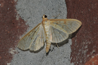 Ironweed Root Moth (5228)