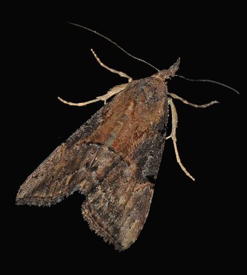 Green Cloverworm Moth (8465)