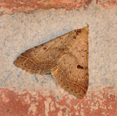 Bent-winged Owlet Moth (8370)