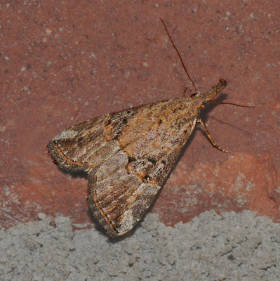 Sooty Bomolocha Moth (8457)