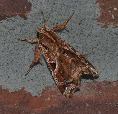 Florida Fern Moth (9630)