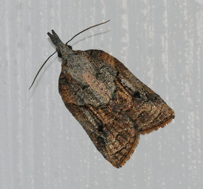 Tufted Apple Bud Moth (3740)