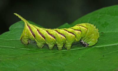 Rustic Sphinx Caterpillar (7778)