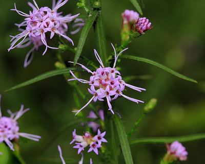 Grass-leaved Liatris