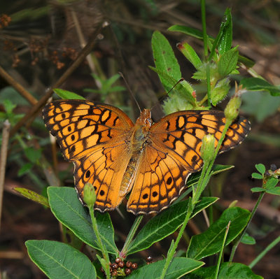 Dorsal