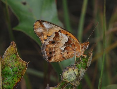 Lateral