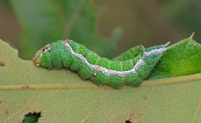 Pink Prominent Moth Caterpillar (8022)