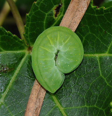 Spotted Phosphila Moth Caterpillar (9619)