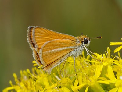 Southern Skipperling