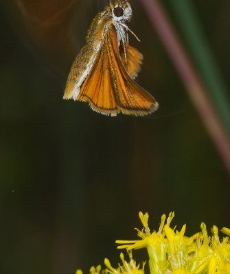 Southern Skipperling