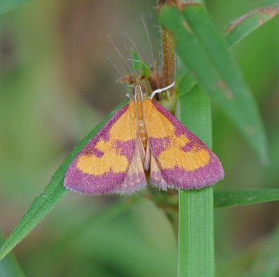Southern Purple Mint Moth (5070)