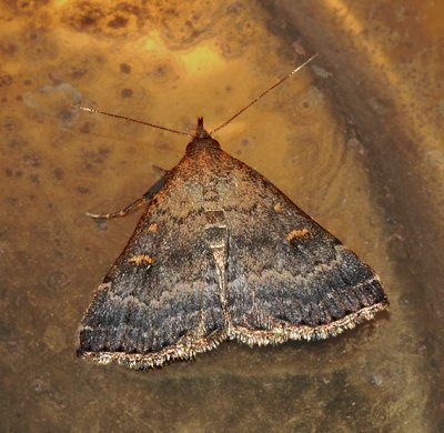 Florida Tetanolita 8368