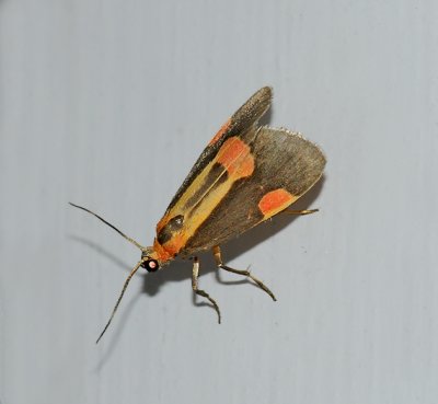 Packard's Lichen Moth (8072)