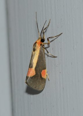 Packard's Lichen Moth (8072)