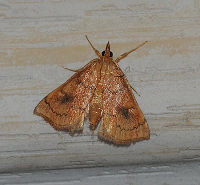 Mint Root Borer Moth (4950)