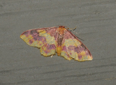 Stained Lophosis Moth (7181)