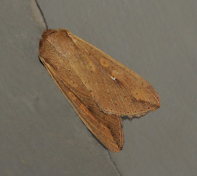 Armyworm Moth (10438)
