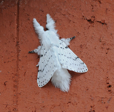 Dot-lined White Moth (7683)