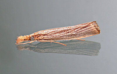 Vagabond Crambus Moth (5403)