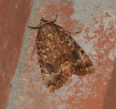 Copper Underwing Moth (9638)
