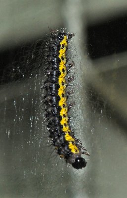 The Neighbor Moth Caterpillar (8110)
