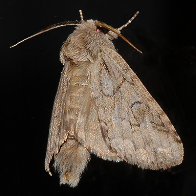Double-lined Prominent Moth (7999)