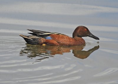 Cinnamon Teal