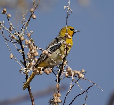 Bullock's Oriole 