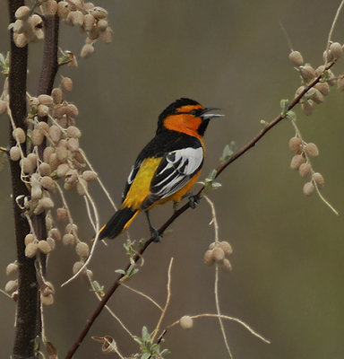 Bullocks Oriole