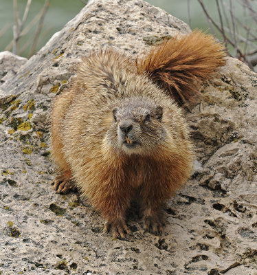 Yellow-bellied Marmot