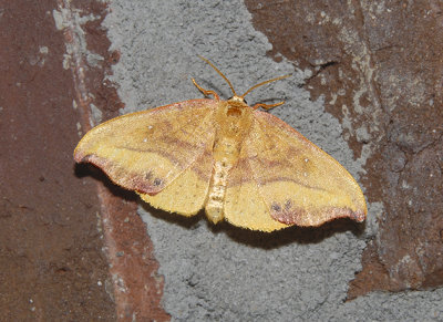 Rose Hooktip Moth (6255)