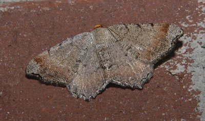 Bicolored Angle Moth (6341)