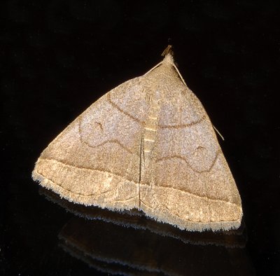 Early Zanclogantha Moth (8351)