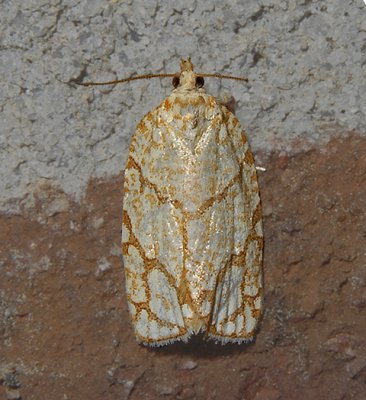 Oak Leafroller Moth (3623)