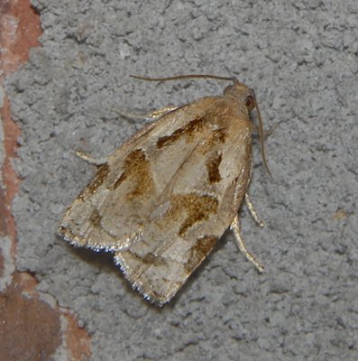 Gray Archips Moth (3660)