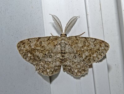 Umber Moth (6439)