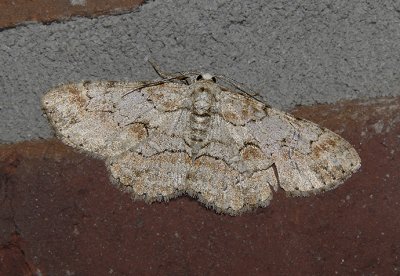 Brown-shaded Gray Moth (6586)