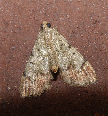 Dimorphic Macalla Moth (5577)