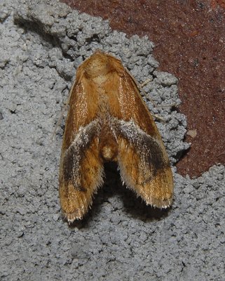 Yellow-shouldered Slug Moth (4665)