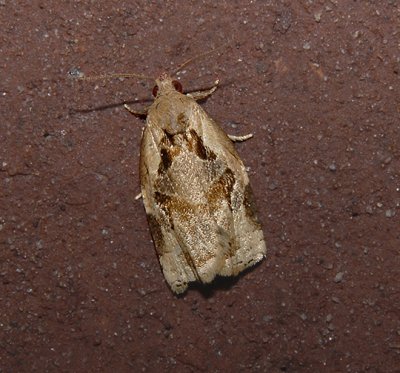Gray Archips Moth (3660)