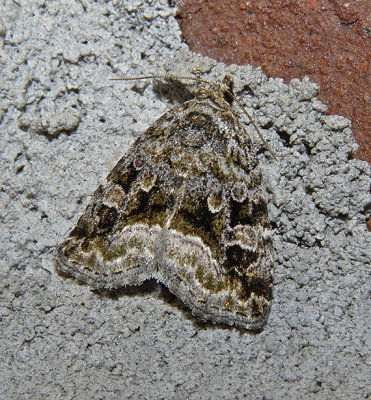 Large Mossy Lithacodia (9047)