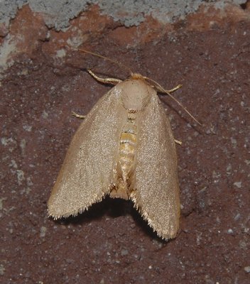 Drab Prominent Moth (7974)