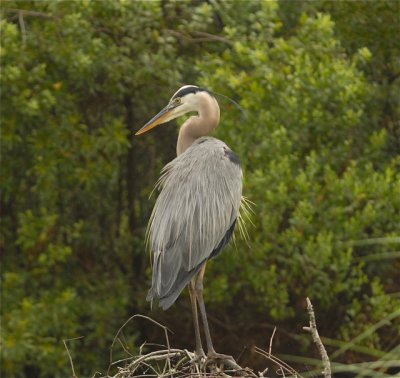 Mature Adult