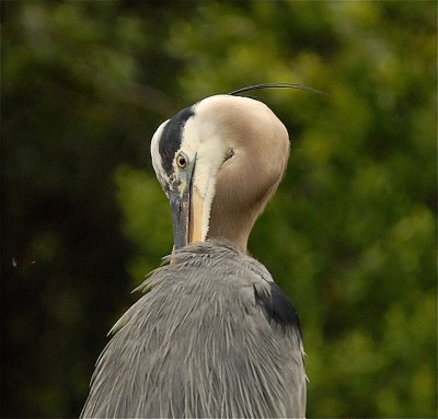 Mature Adult