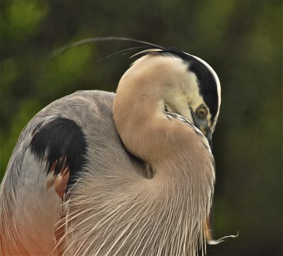 Mature Adult