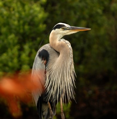 Mature Adult